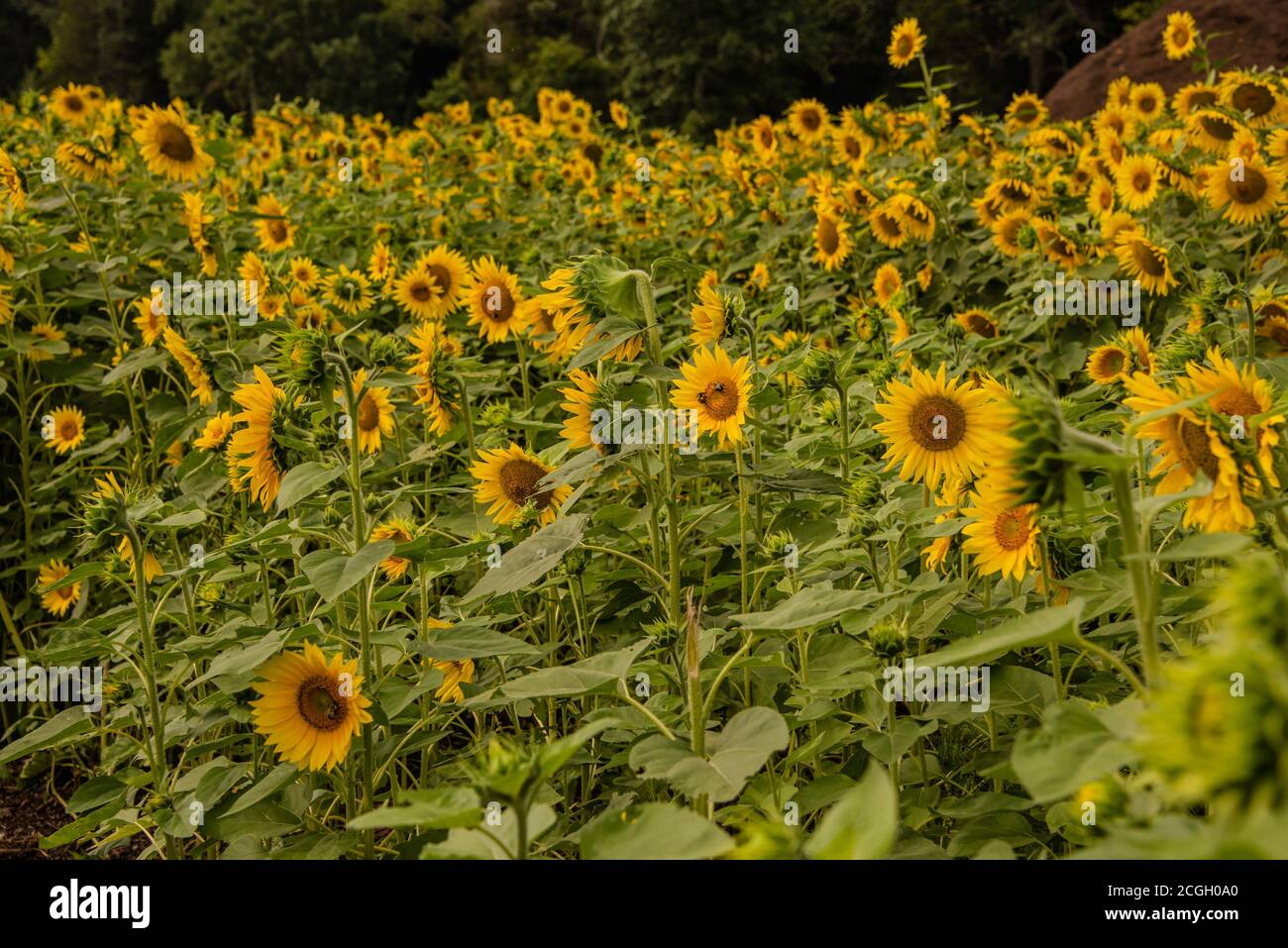 Girly Sonnenblume Hintergrund Honigbienen Ernte Stockfoto