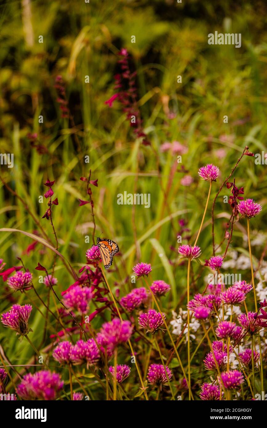 Wanzen im Herbst Wildblumen Stockfoto