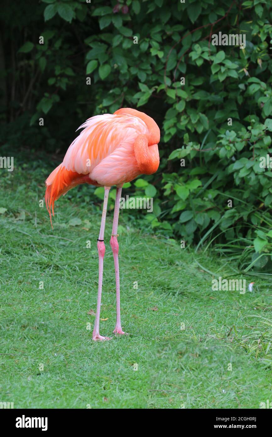 Flamingos im Zoo Stockfoto