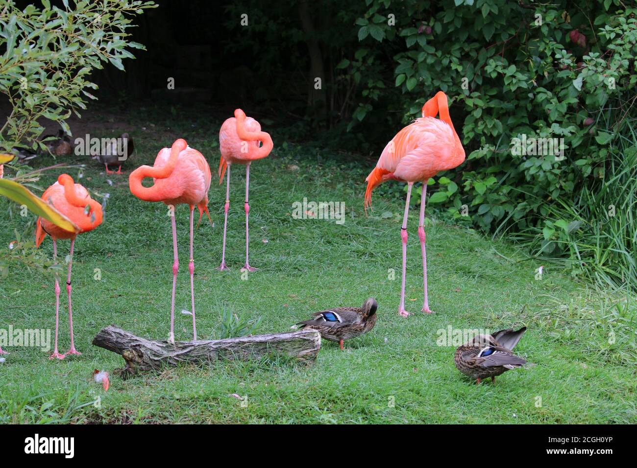 Flamingos im Zoo Stockfoto