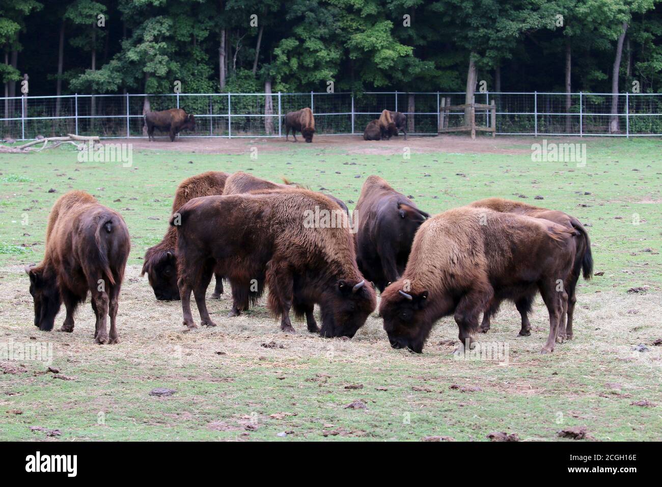 Bison Stockfoto