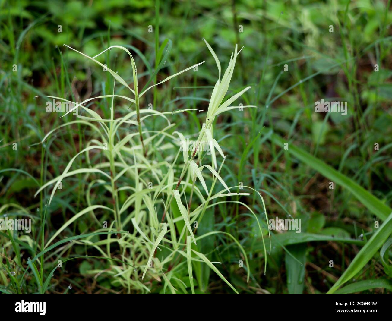 Cynodon Dactylon oder Bermuda Gras in weiß und grün, Perennial Grass Stockfoto