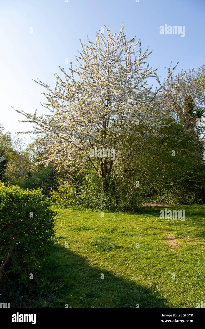 Heimische Kirsche, Prunus avium, blühend, Cherry Tree Wood lokales Naturschutzgebiet, East Finchley, London, Großbritannien Stockfoto