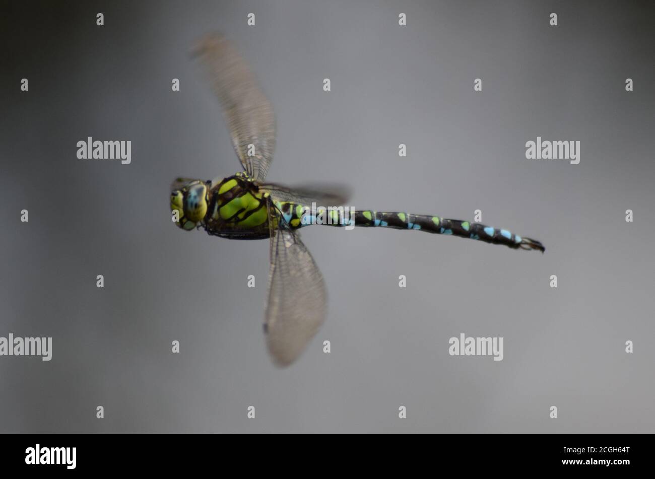 Libelle in Flug 1 Stockfoto