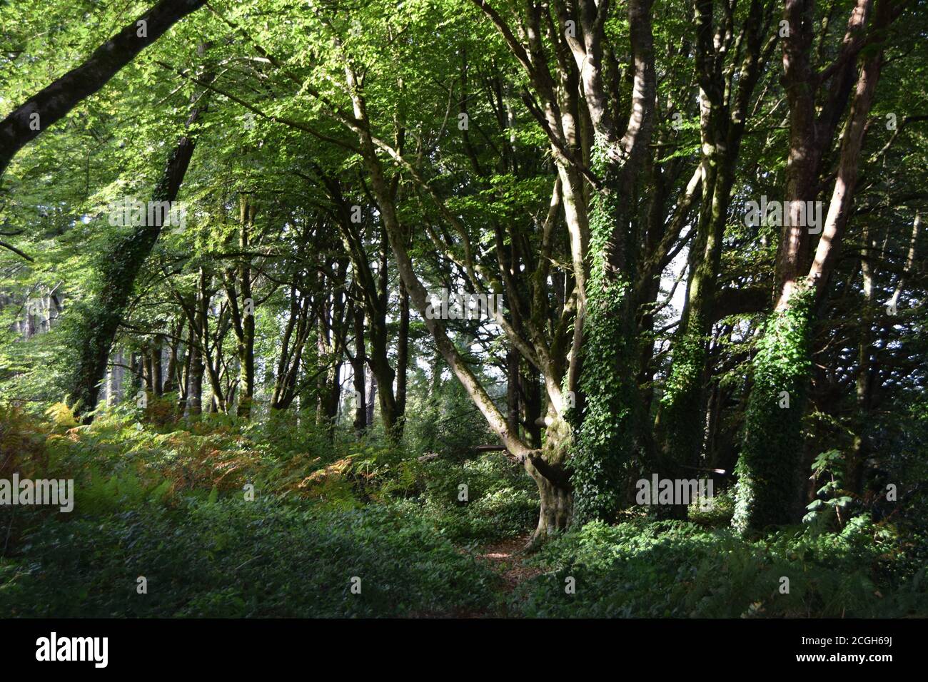 Sonnenverwöhnte Wälder Stockfoto