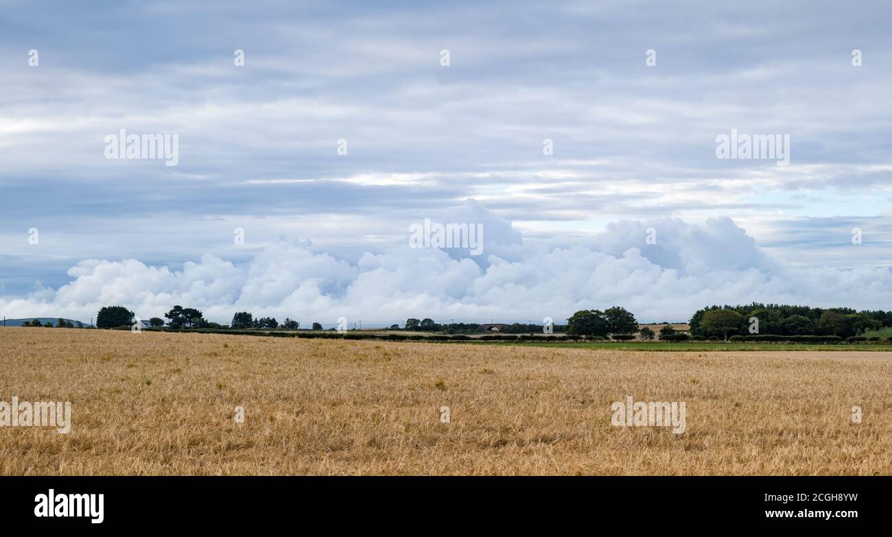 Stürmische Wolkenbildung über einem Gerstenkornfeld, East Lothian, Schottland, Großbritannien Stockfoto