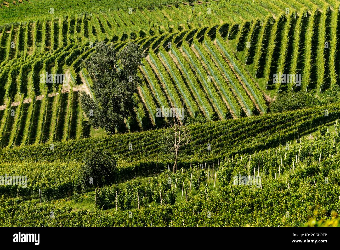 Weinberge und ein Baum. Langhe (Piemont, Italien) Stockfoto