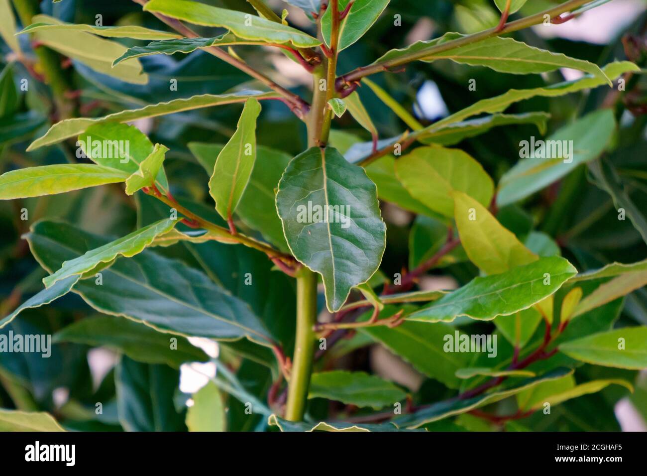 Leuchtend grüner Zweig von frischen Lorbeerblättern. Stockfoto