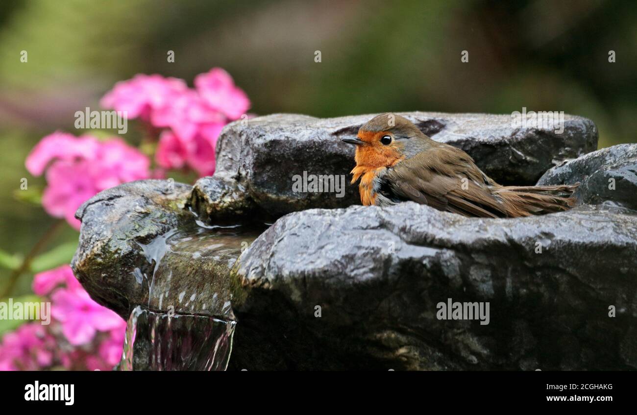 Europäischer Robin (erithacus rubecula) Baden in einem Garten Brunnen, Großbritannien Stockfoto