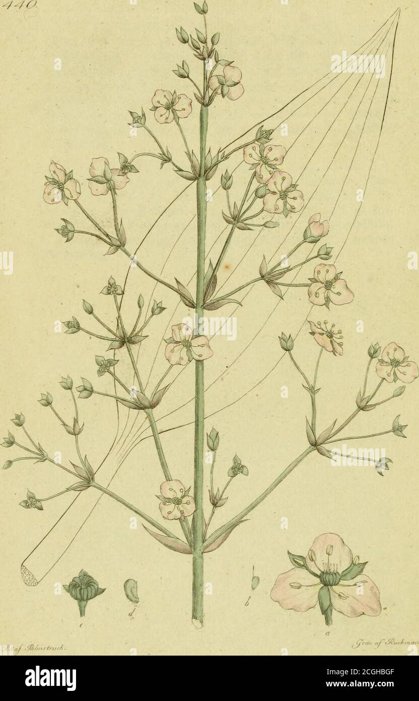 . Svensk botanik . tyckes Visum att naturen ärnat den egenleligen till prydnad åtVildmarken. A b) En del af busken blommande, i nat. Storlek. -a.en blomma större gjord. - B. Nagva ståndare Sedan blom-kronan är skild från det qvarsittande blomfodret. - c. Enståndare. d. Pistillen. - e. Blomfoders blad.   f, g. Bla-dens Form.    h. Mynningen af blomkronan, sedd uppifrån,i. En utblommad opp, med de upprätte vettande – torkadeblommorna. -/-/o. 440.ALISMA Plantago aqvatica. Staker.Svai.ting. P. F. Lehman ftjeli. Laden äro egglika och spetsiga. Frukten trub-bigt trekantig. Blomvippan 3-faldigt sam Stockfoto