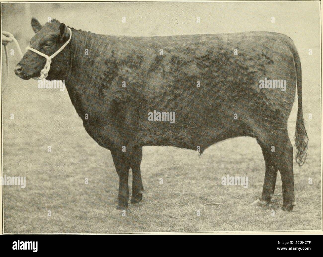 . Die Vorherrschaft der Aberdeen-Angus-Rinder; Ergebnisse der führenden Fettbestände zeigt sich im vergangenen Jahrzehnt in Großbritannien und Amerika. - 1899 Aberdeen-A ngus- 1899 Aberdeen-Angus- Weißdornheifer Kurzdornheifer Kurzdornheifer 1900 Aberdeen-Angus 1900 Aberdeen-Angus 1900 A berdeen-A ngus Steer Färse 1901 Aberdeen-Angus-Kurzdornsteer 1901 A berdeen-A ngus-Kurzdornsteer 1901 Kurzdornsteer 1902 1902 Aberdeen-A ngus- 1903 Aberdeen-Angus- 1903! 1902 1903 Berdeen- Shorthorn Steer Shorthorn Steer Angus Färse 1904 Aberdeen-Angus-Cross Färse Stockfoto
