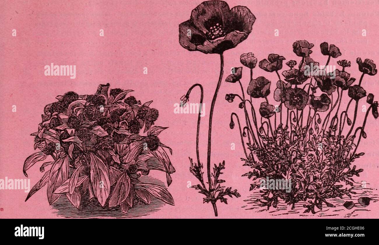 . Hovey & Co's illustrierter Saatgutkatalog für 1882 . na compacta. Zwerg und ausgeprägte Form des hübschen Globe Ama-ranthus; von sehr kompaktem Wachstum, nur fünf Zoll in der Höhe, bei acht im Durchmesser erreicht; die Blüten sind reich violett, gleiche Größe wie die alten Arten; wertvoll sowohl als Einstreu als auch als Borderpflanze 15 Helichrysum Feuerball, Double Crimson. Eine neue und sehr brillante ewige, mit Flow-ern der reichsten Karmesin-kastanienbraun; ein heller und angenehmer Kontrast zu der gewöhnlichen dumpfen Choco-spät roten Sorte 20 Earkspur, Double Stock-blühte, Eustrous Carmine. Dies ist eine neue und konstante Farbe, Surpas Stockfoto