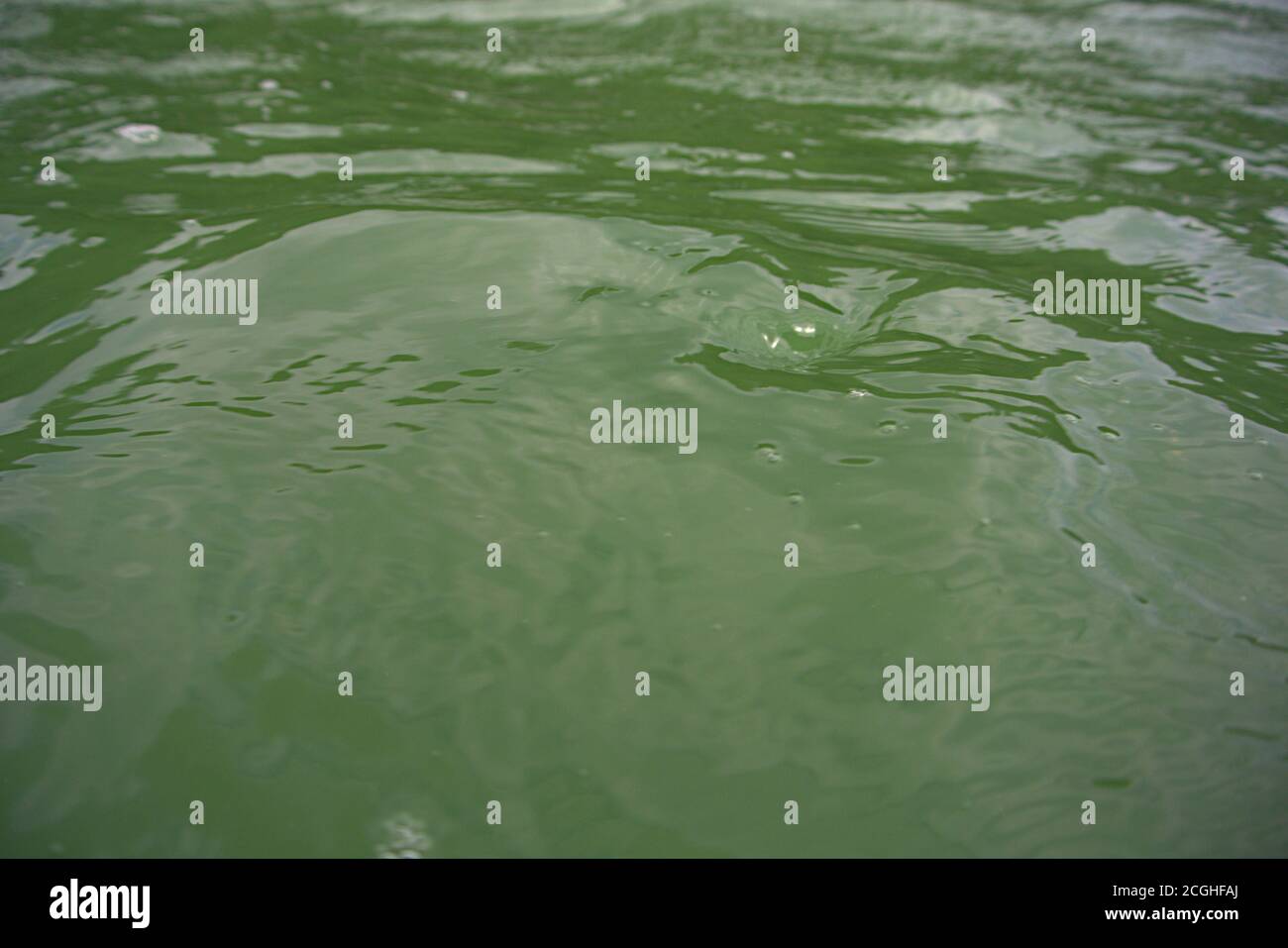 Oberfläche eines grünen Wassersees Stockfoto