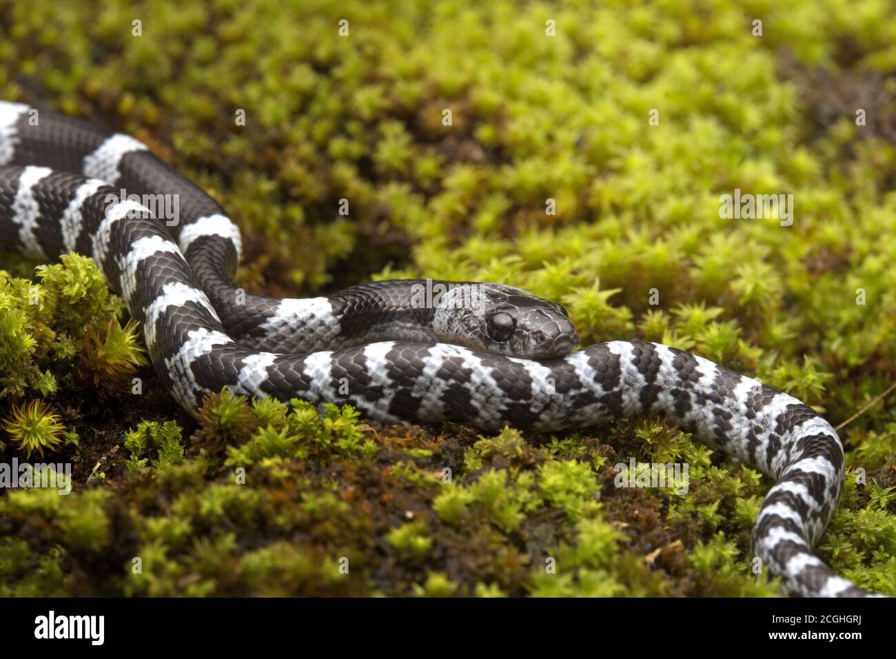 Mountain Wolf Snake, Lycodon butleri ist eine kleine, leicht giftige Schlange Stockfoto