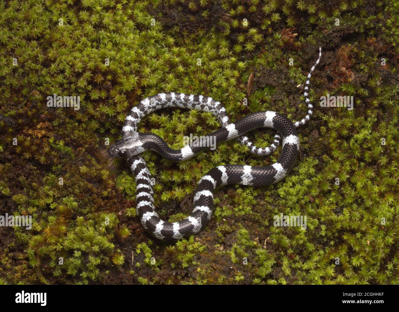 Mountain Wolf Snake, Lycodon butleri ist eine kleine, leicht giftige Schlange Stockfoto