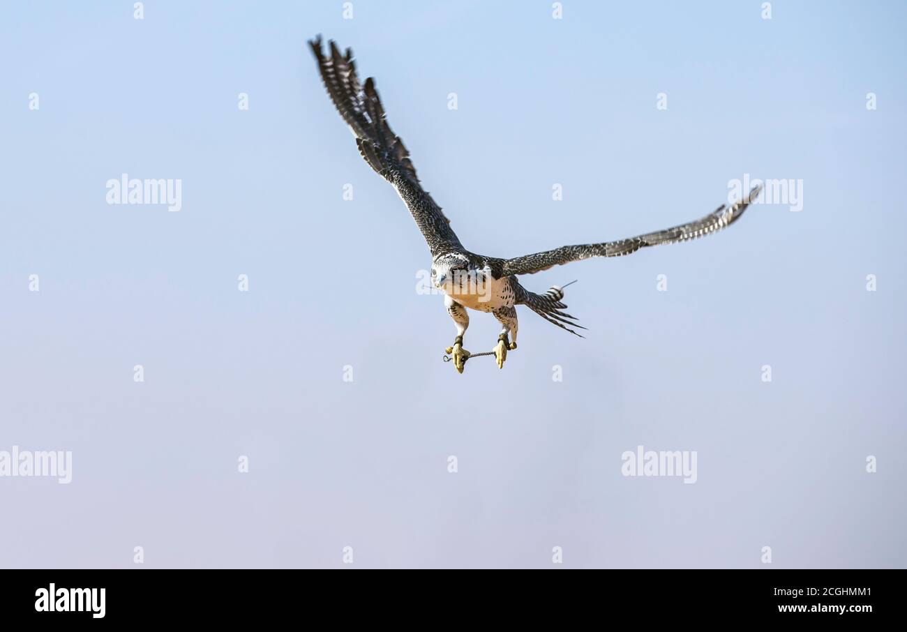 Dubai, Vereinigte Arabische Emirate, 19. November 2016: Ein Falkner in traditioneller Kleidung, Ausbildung ein Wanderfalke (Falco Peregrinus) Stockfoto