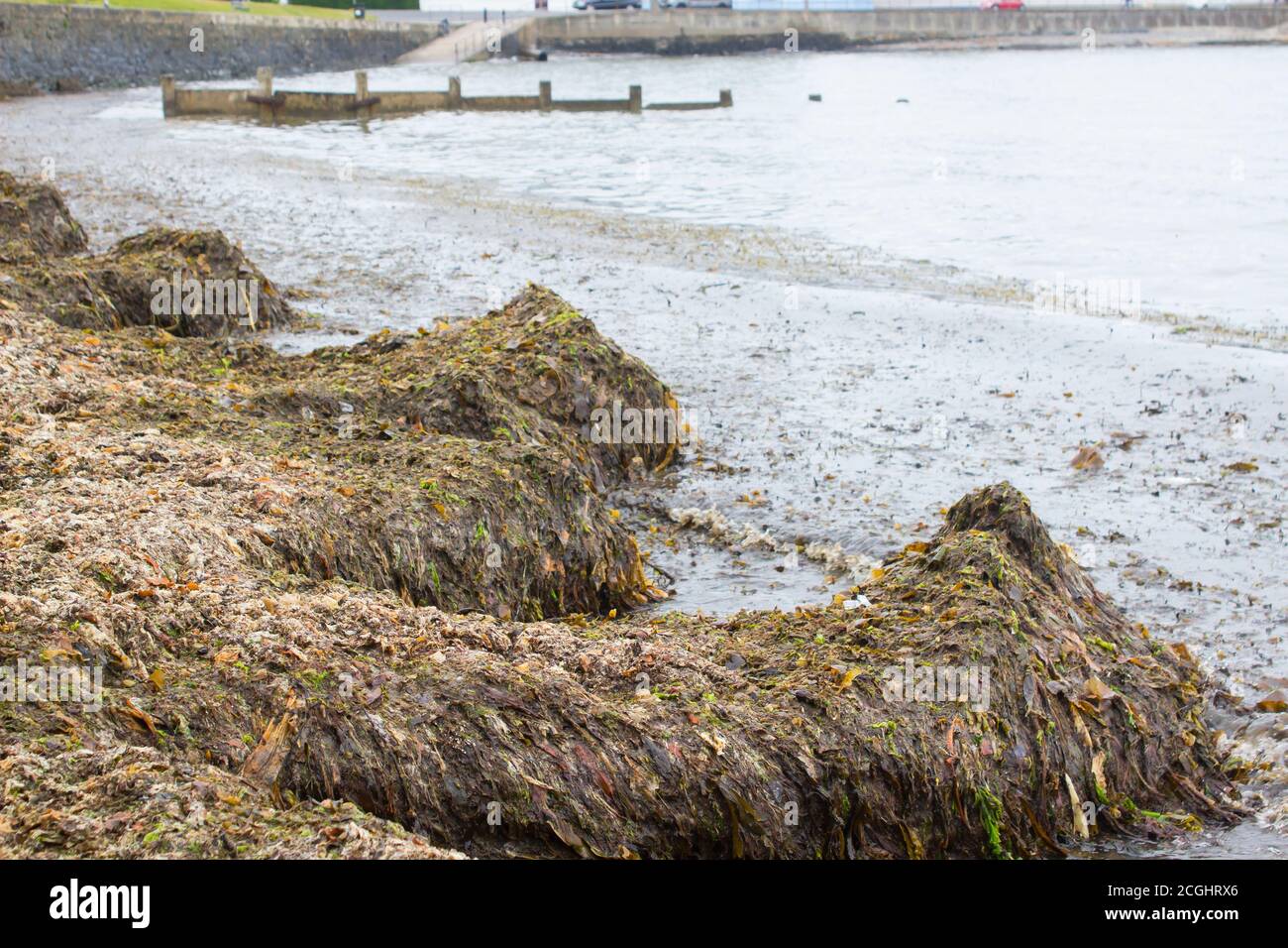 Am Strand von Ballyholme Bay in Bangor, Co Down, wuschen sich nach einem heftigen Sturm im Juni 2020 tiefe Algenhaufen Stockfoto