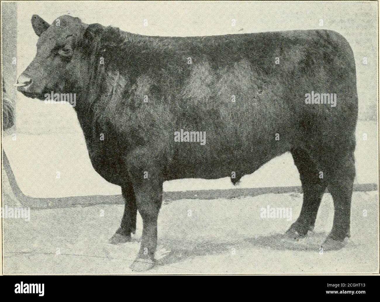 . Die Vorherrschaft der Aberdeen-Angus-Rinder; Ergebnisse der führenden Fettbestände zeigt sich im vergangenen Jahrzehnt in Großbritannien und Amerika. FYVIE KNIGHT.ein Aberdeen-Angus Produkt von Indiana.190S International Live Stock Exposition Grand Champion steuern über alle Rassen.ausgestellt von Purdue University.. SHAMROCK.ein Aberdeen-Angus Produkt von Iowa.1902 International Live Stock Exposition Grand Champion Steer over all Rassen.ausgestellt am Iowa State College. 19 Stockfoto