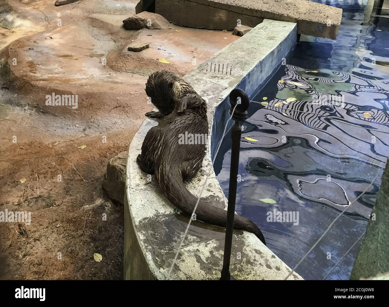 Otter im Zoo neben dem Pool. Tiere in Gefangenschaft. Nasses niedliches Tier. Stockfoto