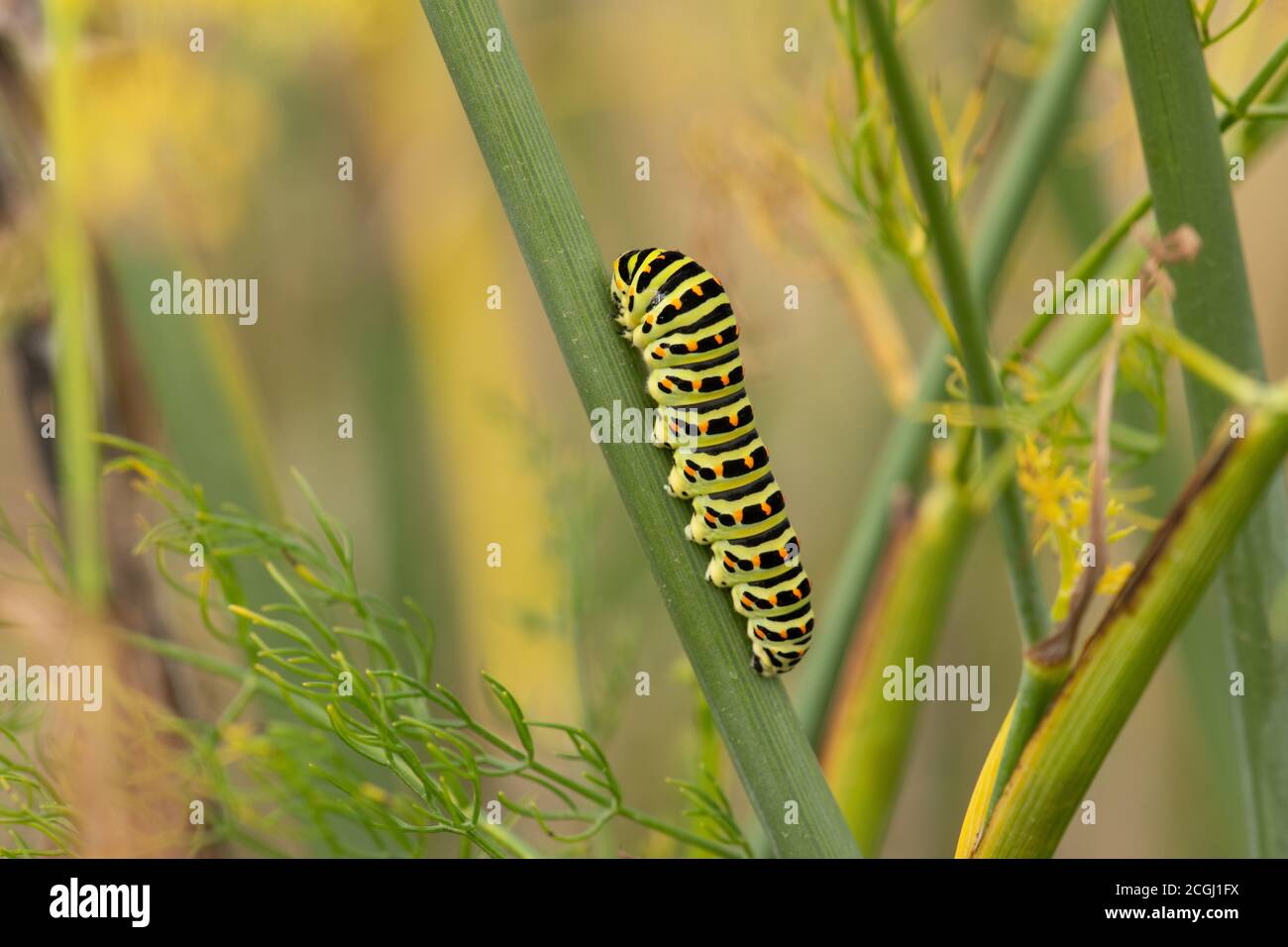 Europäischer Schwalbenschwanz (Schmetterling) Caterpillar, Papilionidae, Jersey, Kanalinseln. Auf Fenchel. Stockfoto