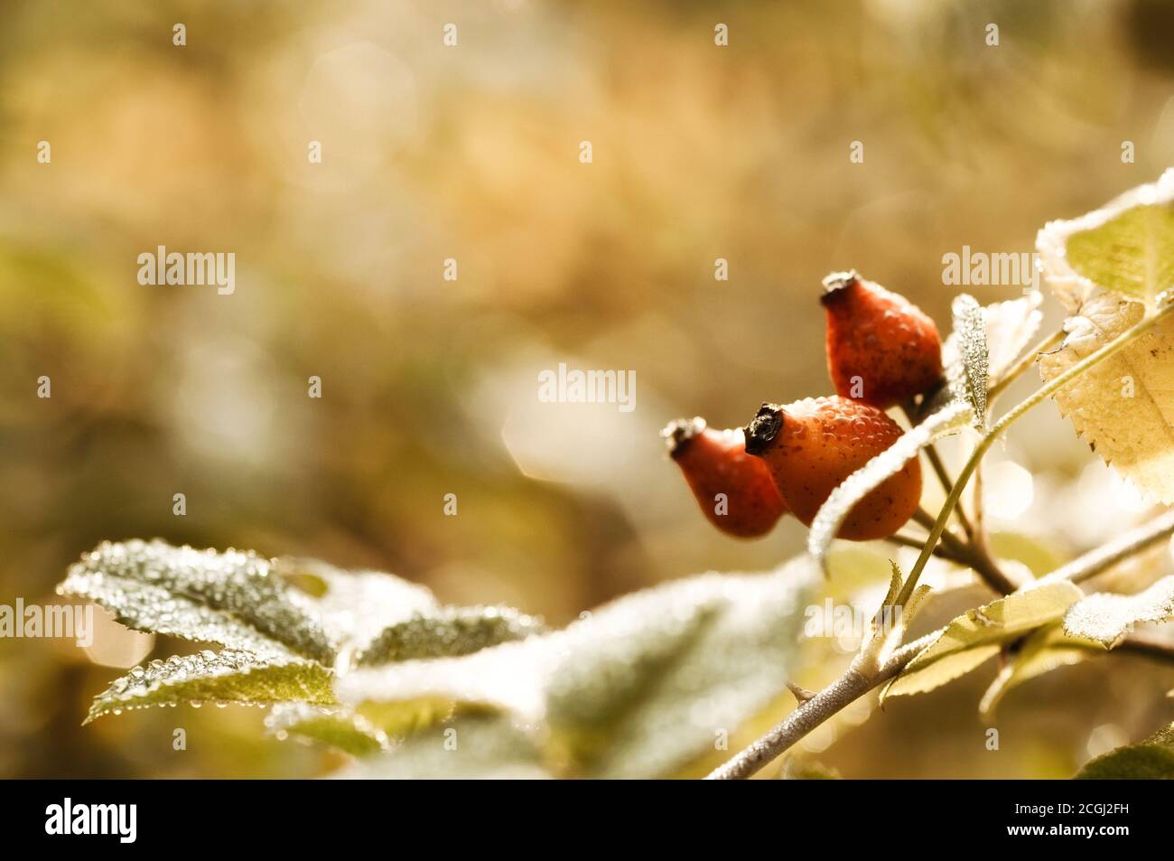 Hagebutte in Herbstsonne mit Kopieplatz Stockfoto