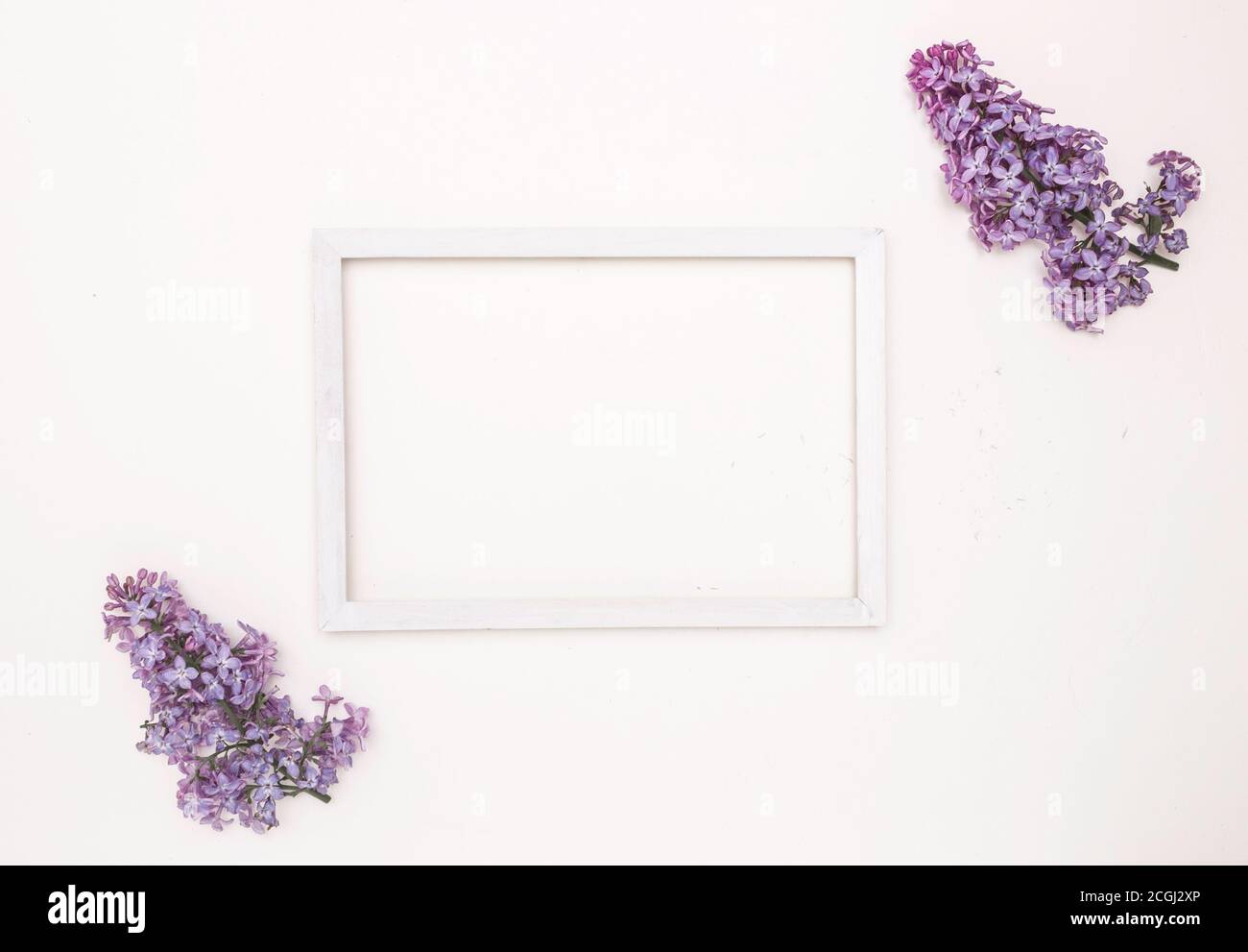 Weißer Holzrahmen auf weißem Hintergrund und lila Blüten. Freier Speicherplatz für Text, Mockup. Stockfoto