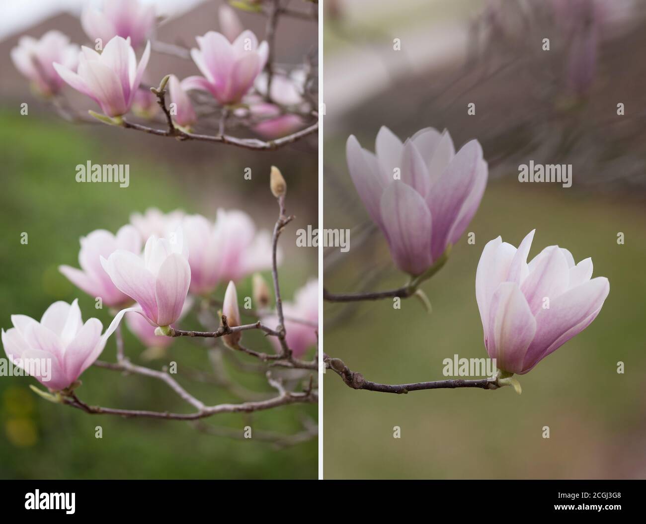 Die Collage aus zwei Bildern der blühenden Magnolienblüten Im Freien über unebenen Hintergrund der Umgebung Stockfoto