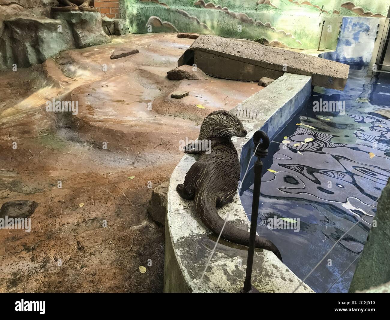 Otter im Zoo neben dem Pool. Tiere in Gefangenschaft. Nasses niedliches Tier. Stockfoto