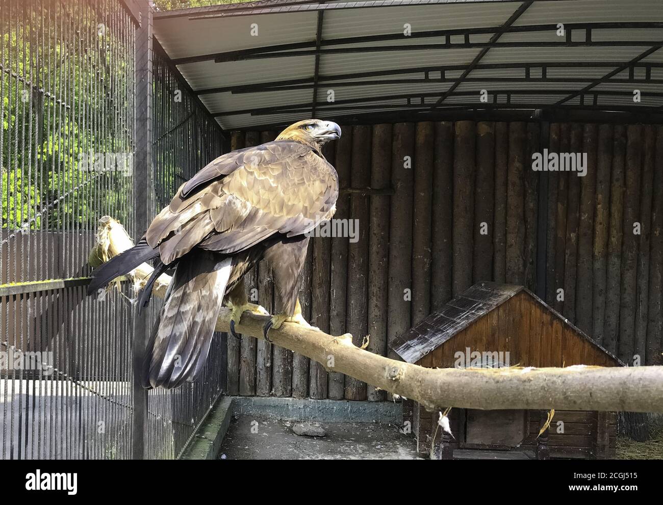 Ein brauner Adler mit einem kräftigen Schnabel sitzt auf einem Ast im Zoo. Stockfoto