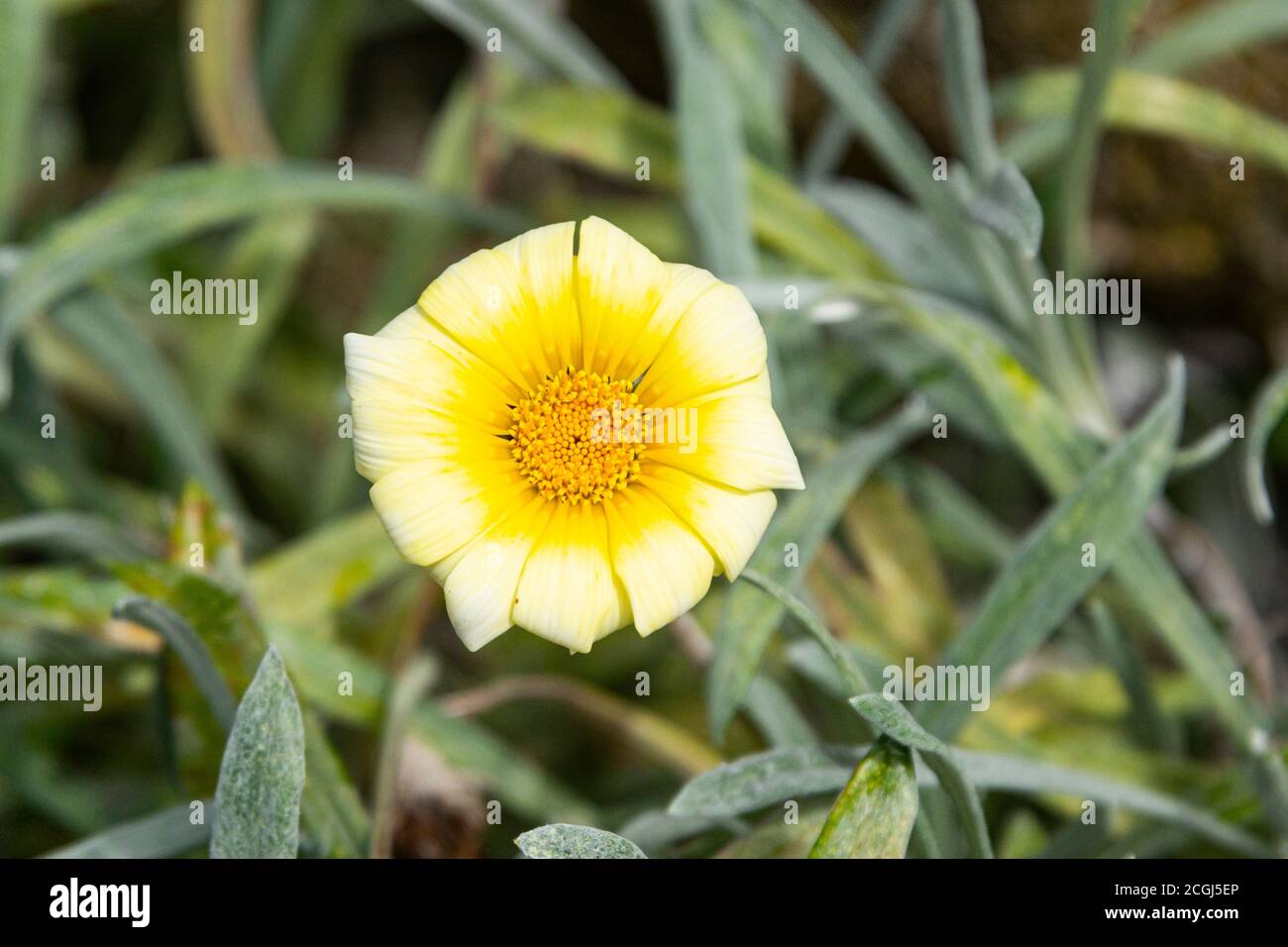 Eine gelbe Gazanien Blume Stockfoto