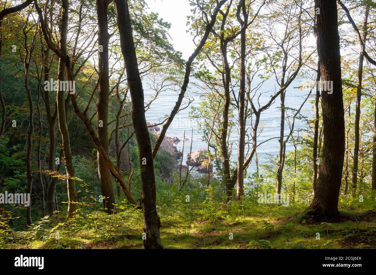 Coastal view through the tress near Josefinelust in Kullaberg, Sweden Stockfoto