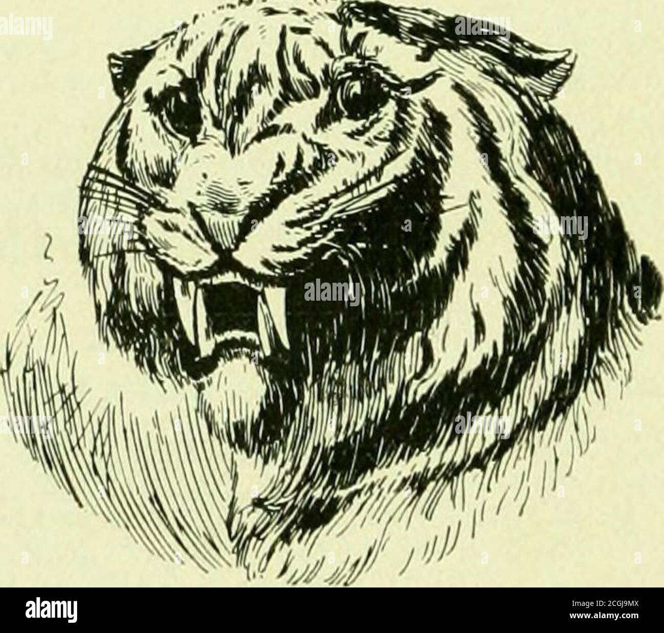 . Opdycke Tiger, 125. V. V. I., eine Geschichte des Regiments und der Feldzüge und Schlachten der Armee des Cumberland . Col. R. L. Kimberly. -Loth Illinois, Maj. Jas.M. Stookey : 41. Ohio, Lieut. Col. R. L. Kimberly. Capt. E. Duniia.m ; 71. Ohio. Lieut.Kol. James H. Hart§, Capt. W. H. McClure; O.^Rd Ohio, Lieut. Col. Daniel Bowman: 124.Ohio, Lieut. Kol. J.4MES Pickands. Dritte Brigade. – Brg. Gen. S. Beatty, Col. F. Kneflei;. 79th Indiana, Lieut. Col. G. W. Parker:86. Indiana. Col. George F. Diuk: 13th Ohio, Maj. JF)SEPH T. Snider:19th Ohio, Lieut. Col. Henry G. Stratton. Artillerie-Bbrücke Stockfoto