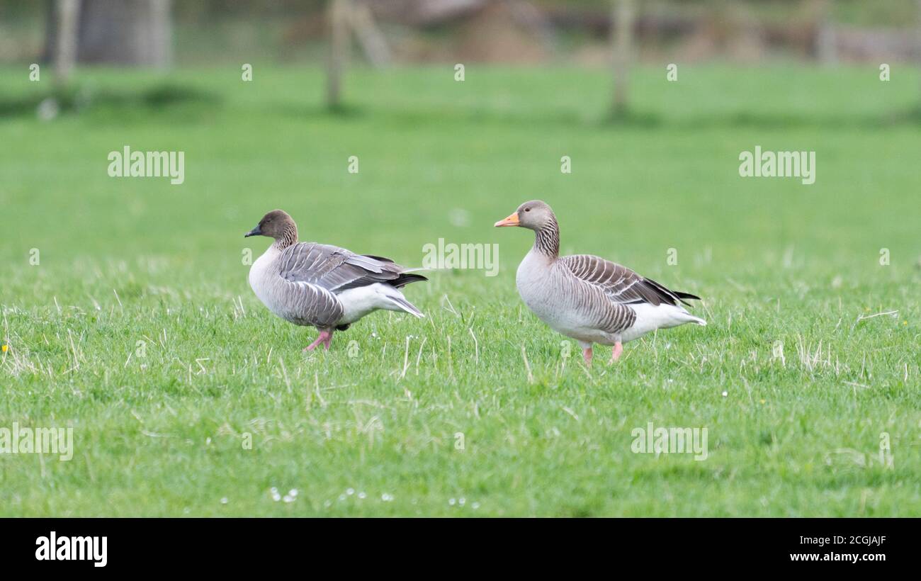Ein Pink Footed und Greylag Goose zum Vergleich. Stockfoto