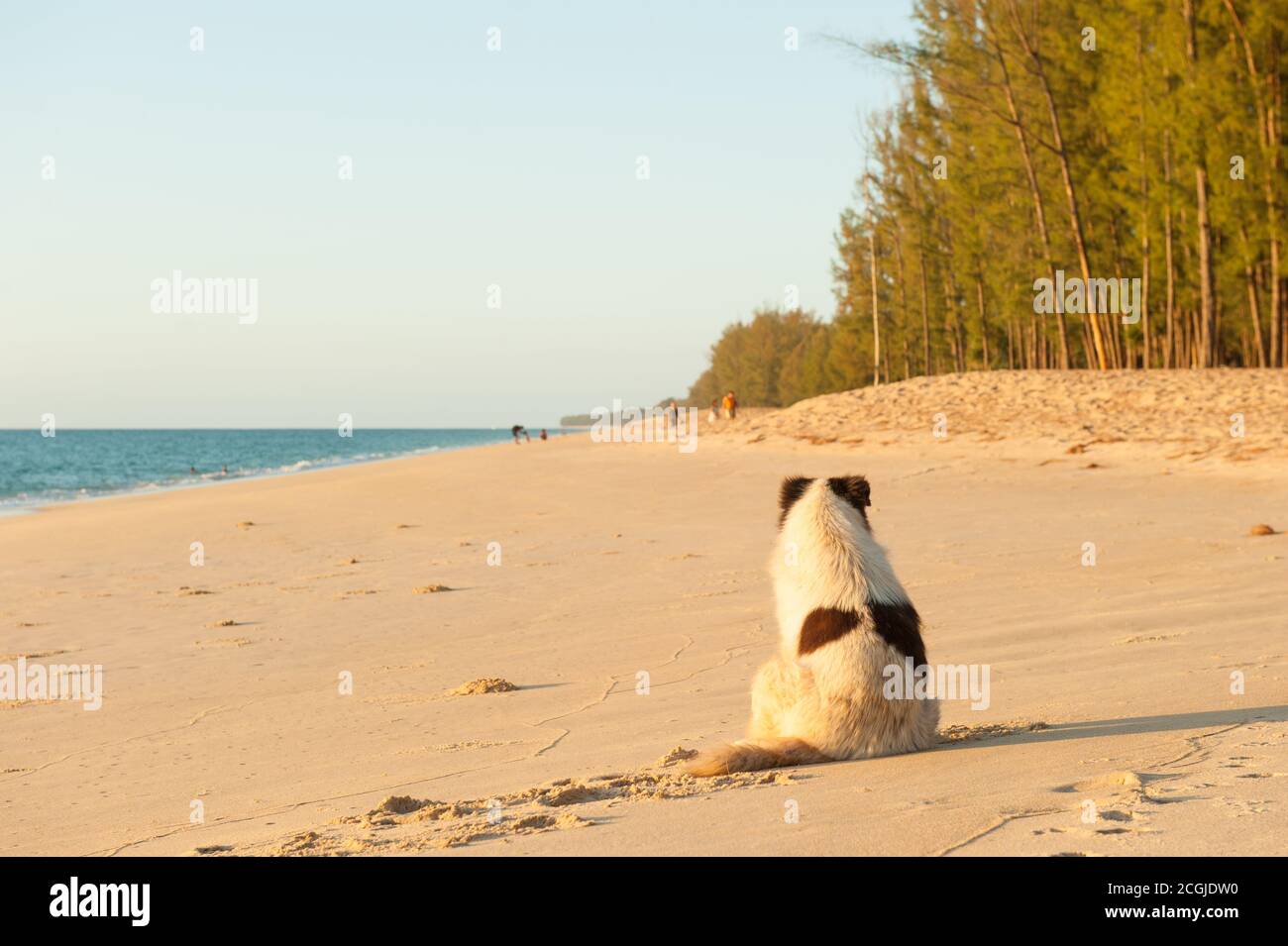 Rückansicht eines einheimischen weißen Hundes, der als Sonnenbad am Sommerstrand liegt. Provinz Phang Nga, Thailand. Stockfoto