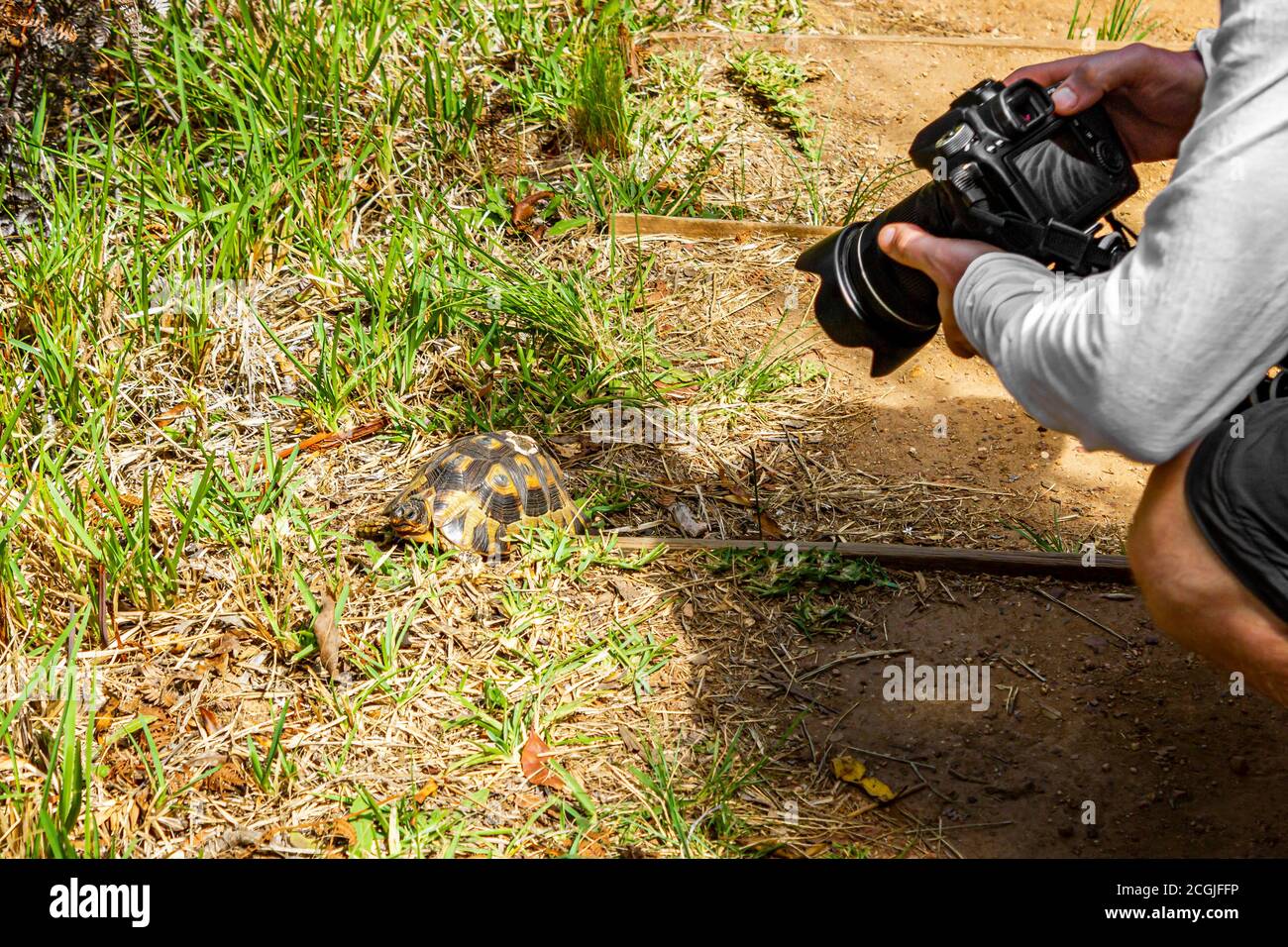 Fotograf fotografiert Schildkröte in Kirstenbosch, Kapstadt. Touristen und Reisende. Stockfoto