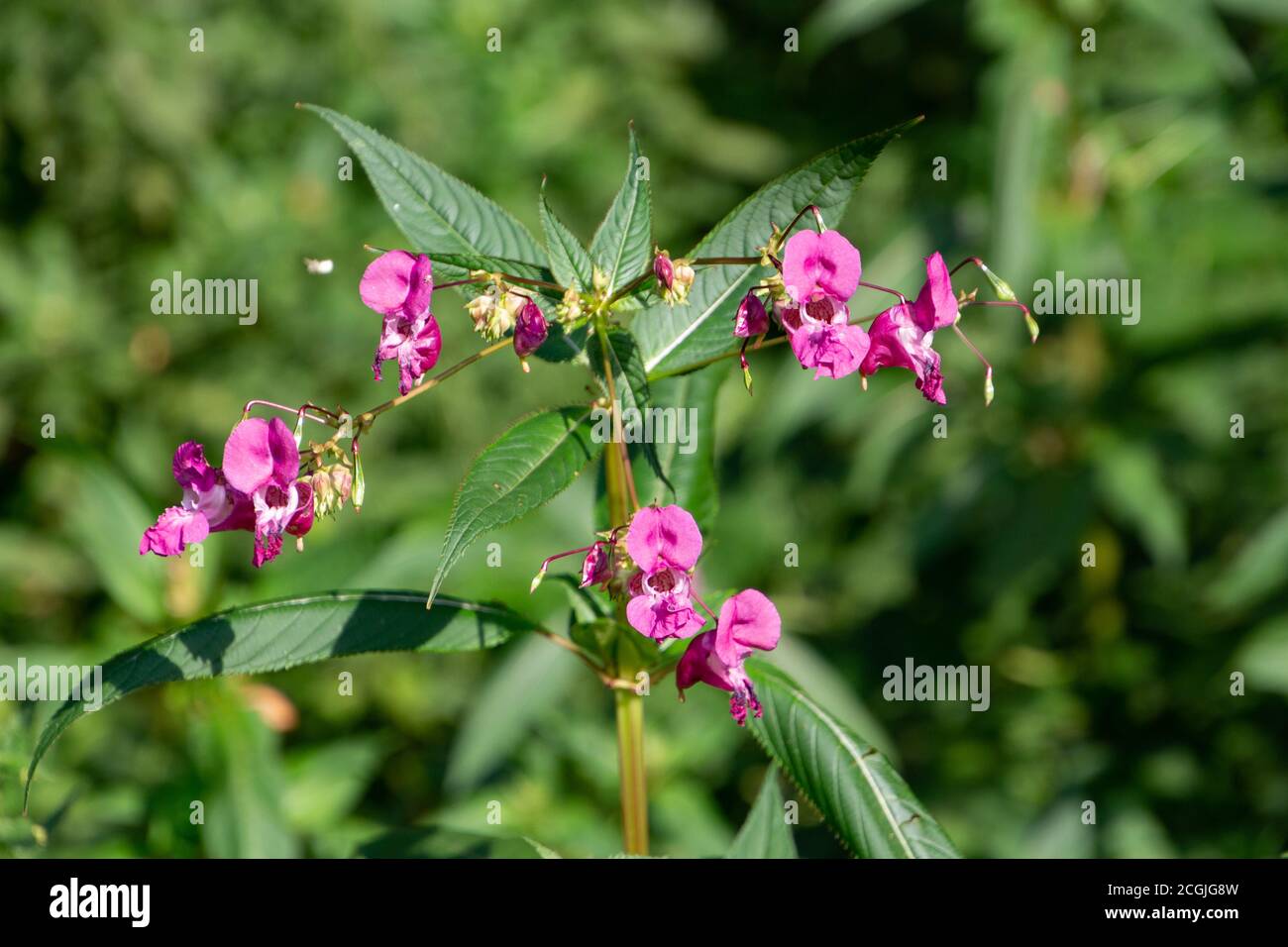 Nahaufnahme des Himalaya Balsam, auch Impatiens glandurifera oder springkraut genannt Stockfoto