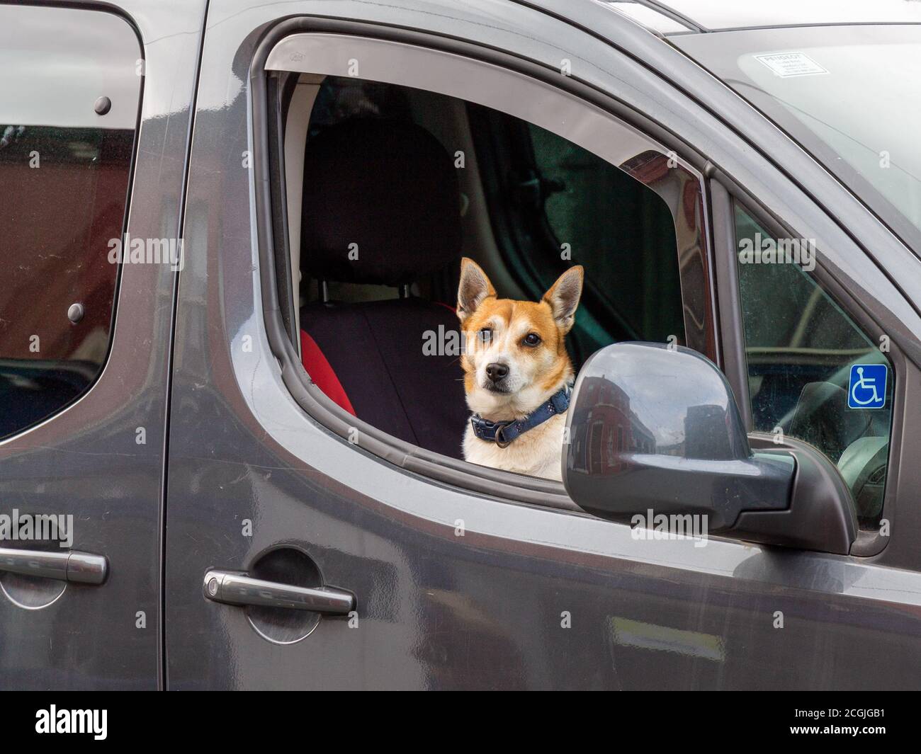 Haustier kleiner Hund sitzt in einem Auto Stockfoto