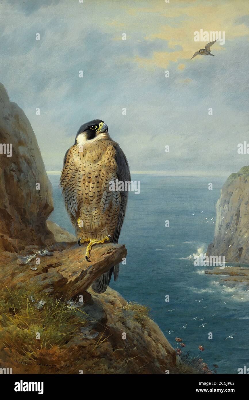 Thorburn Archibald - eine Wanderfalke auf einem Meer Cliff - British School - 19. Jahrhundert Stockfoto