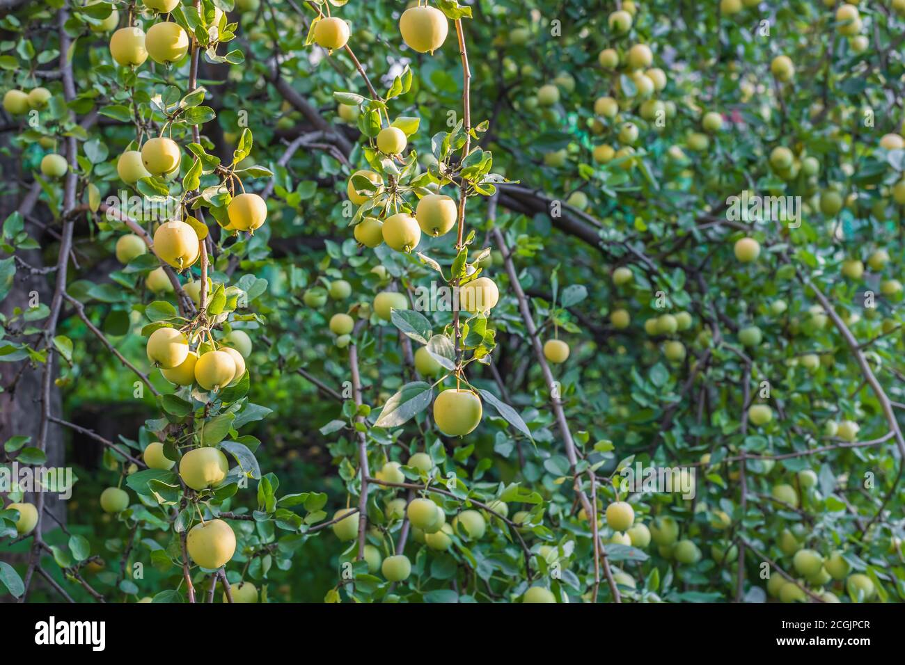 Viele gelbe Äpfel auf einem Apfelbaum Stockfoto