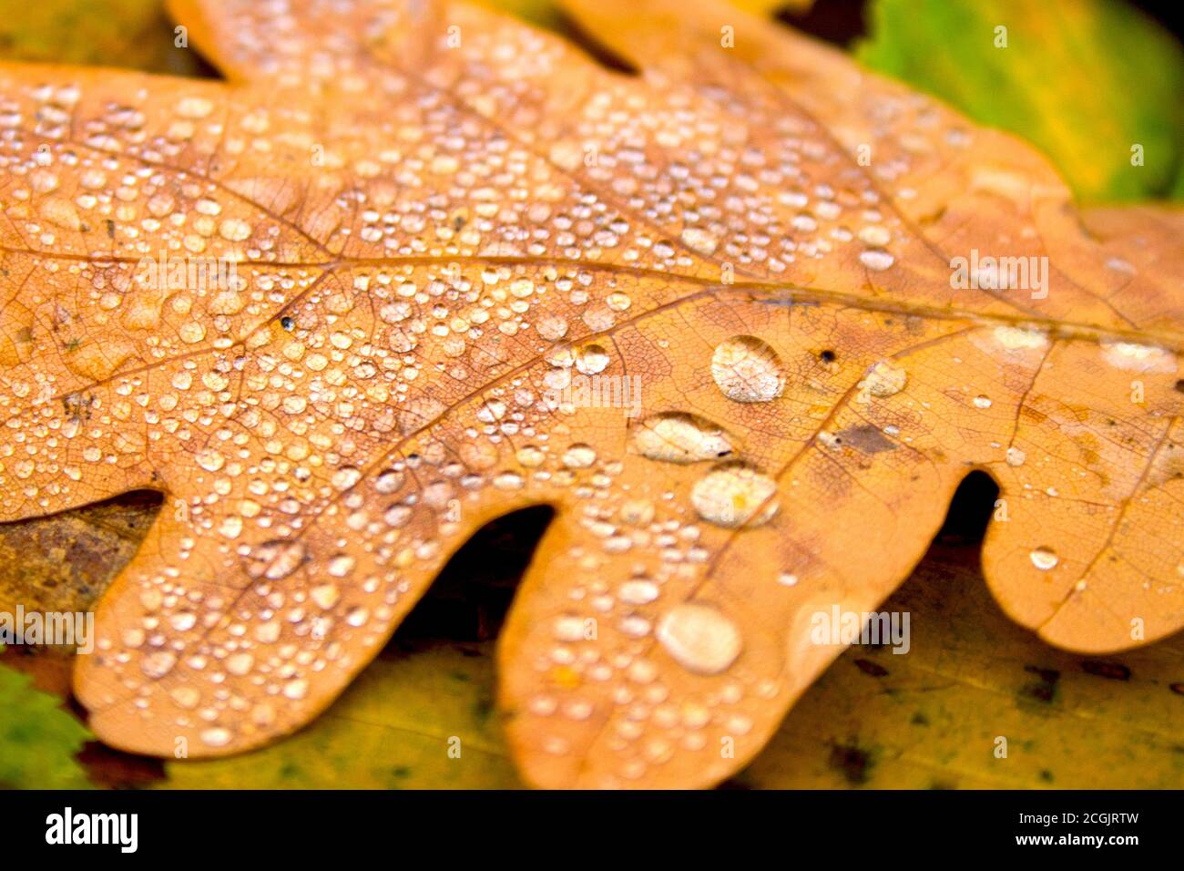 Herbst Natur Hintergrund. Gefallenes gelbes Blattgold von Eiche Baum mit Wassertropfen auf hell bunten grün orange braune Blätter Textur Hintergrund. Schließen- Stockfoto