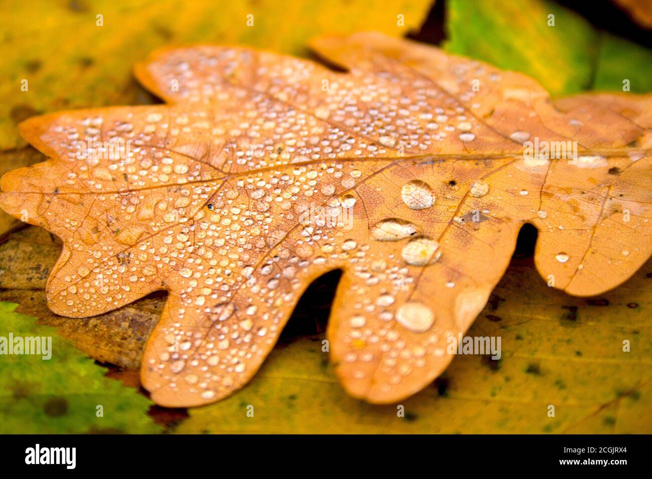 Herbst Natur Hintergrund. Gefallenes gelbes Blattgold von Eiche Baum mit Wassertropfen auf hell bunten grün orange braune Blätter Textur Hintergrund. Schließen- Stockfoto