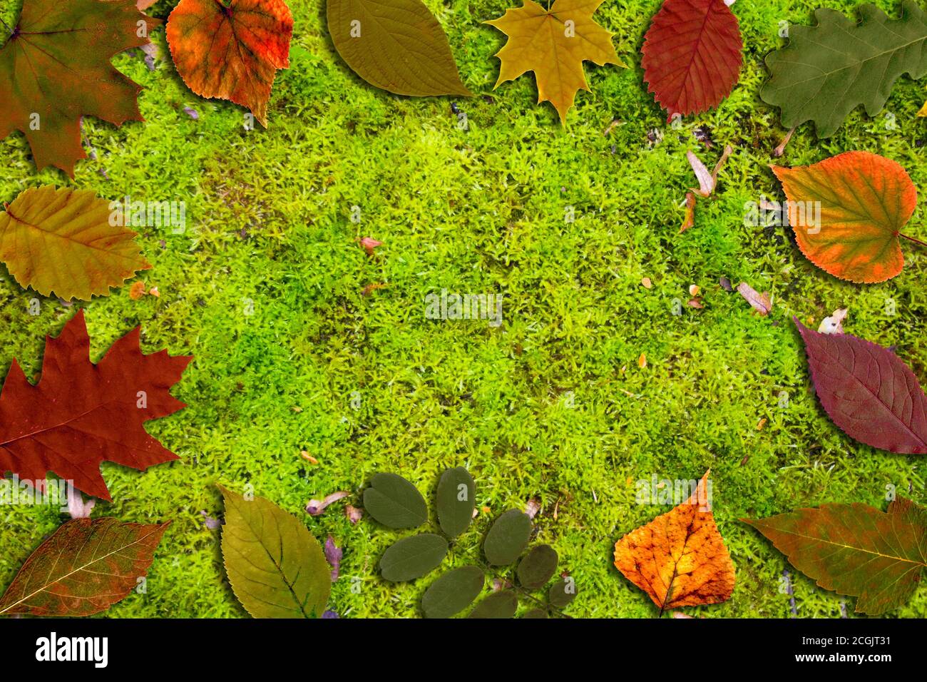 Herbst Danksagung Hintergrund. Leuchtend gelb orange grün rote Blätter auf grünem Moos horizontalen Hintergrund. Buntes Laub. Platz für Text kopieren. Stockfoto