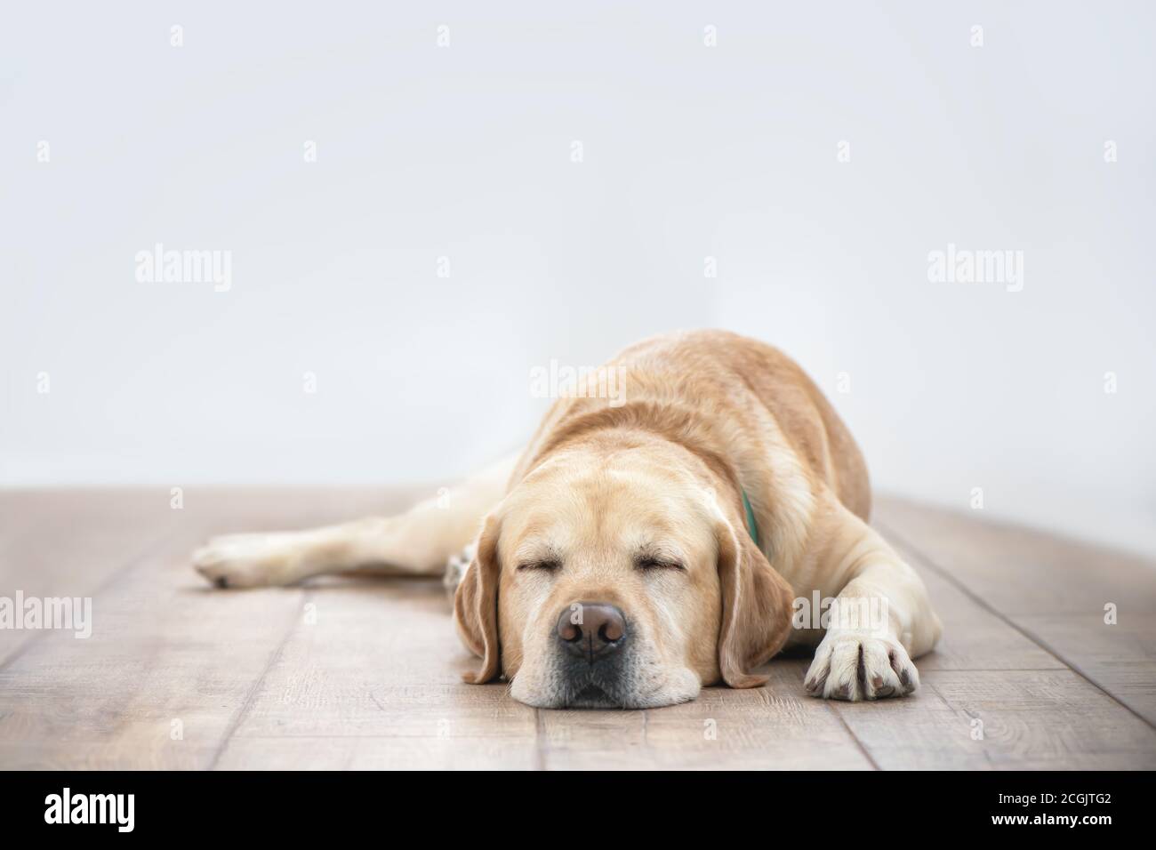 Cute reinrassig weiß Labrador Retriever Hund liegt auf der Boden Stockfoto