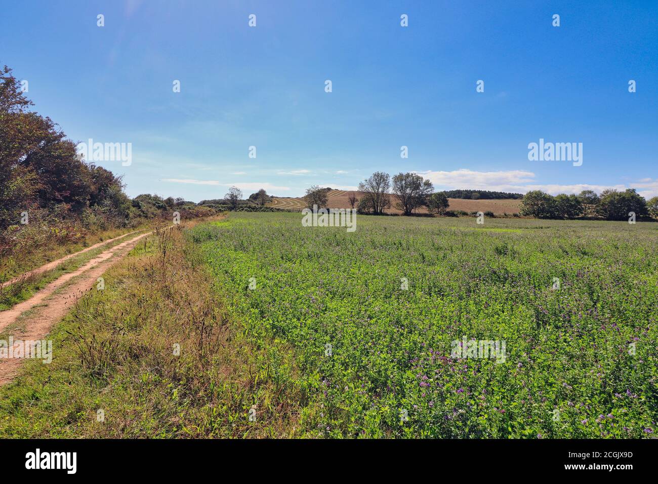 Küstenlandschaft in der Nähe von Ladram Bay, Devon Stockfoto