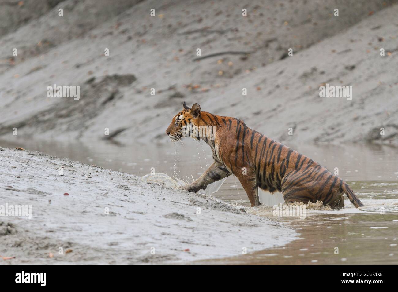 Erwachsene weibliche Bengaltiger aus dem Wasser kommen nach der Überquerung eines engen Kanals während der Monsunzeit bei Sundarban Tiger Reserve, West Bengalen, Indien Stockfoto