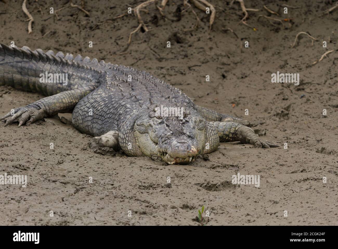 Erwachsene Salzwasser Krokodil mit rechts Vorderbein fehlt und gebrochenen Zahn sonnen in der Wintersaison im Sundarban National Park, West Bengal, Indien Stockfoto