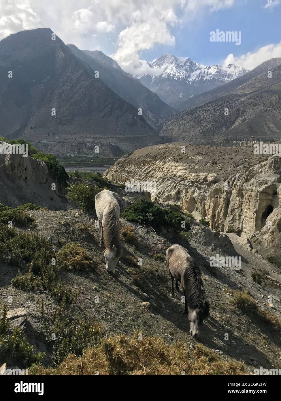 Pferde grasen auf felsigen Ausläufern des Nilgiri Berges in Nepal. Himalaya Pferde auf der Weide in der Nähe von Marpha Dorf, Dhawalagiri Zone, Mustang Bezirk Stockfoto