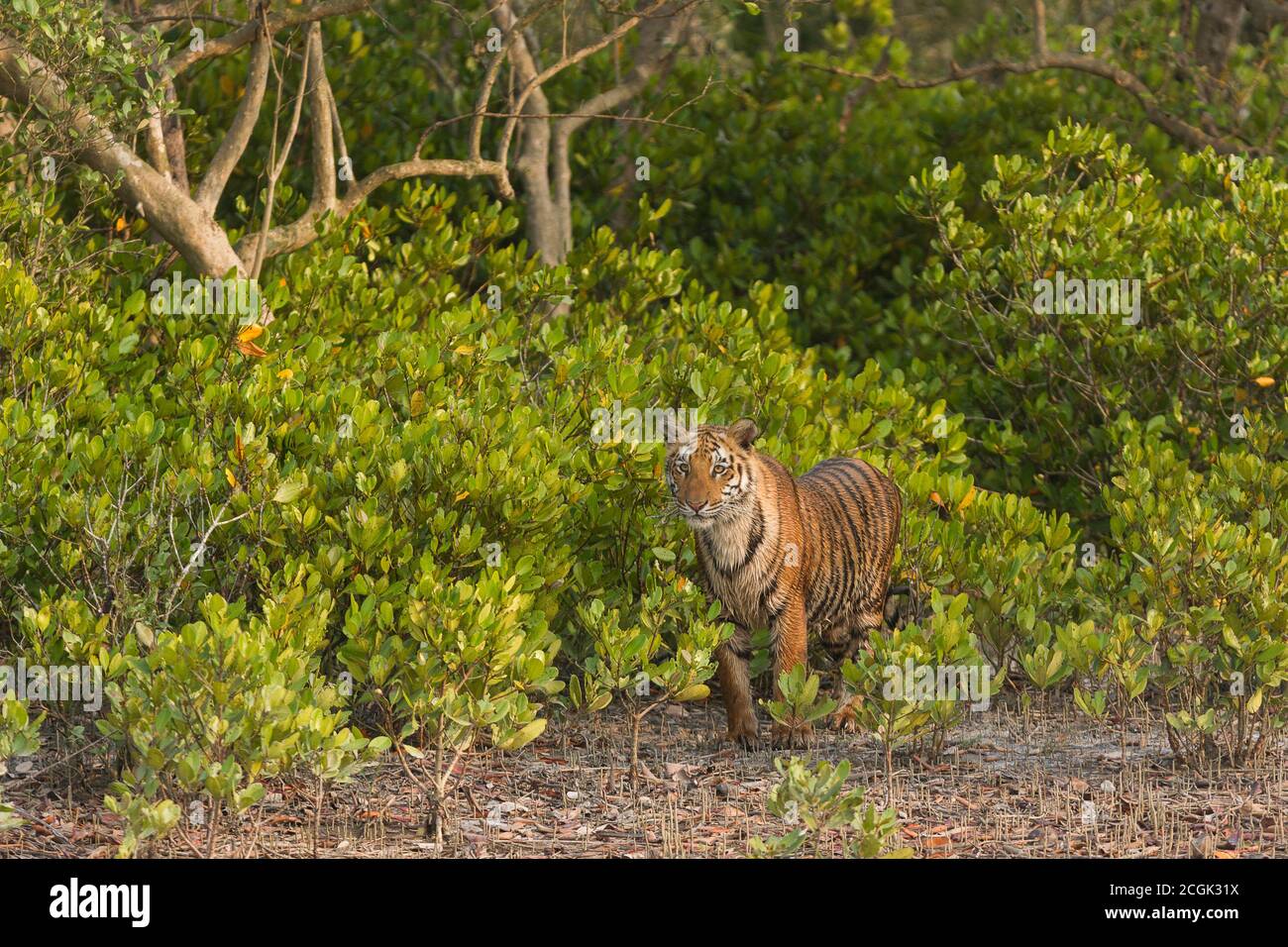 Junge subadulte Bengaltiger, die sich umsehen, nachdem sie an einem späten Winternachmittag im Sundarban Tiger Reserve, West Bengalen, Indien, aus den Büschen gekommen sind Stockfoto