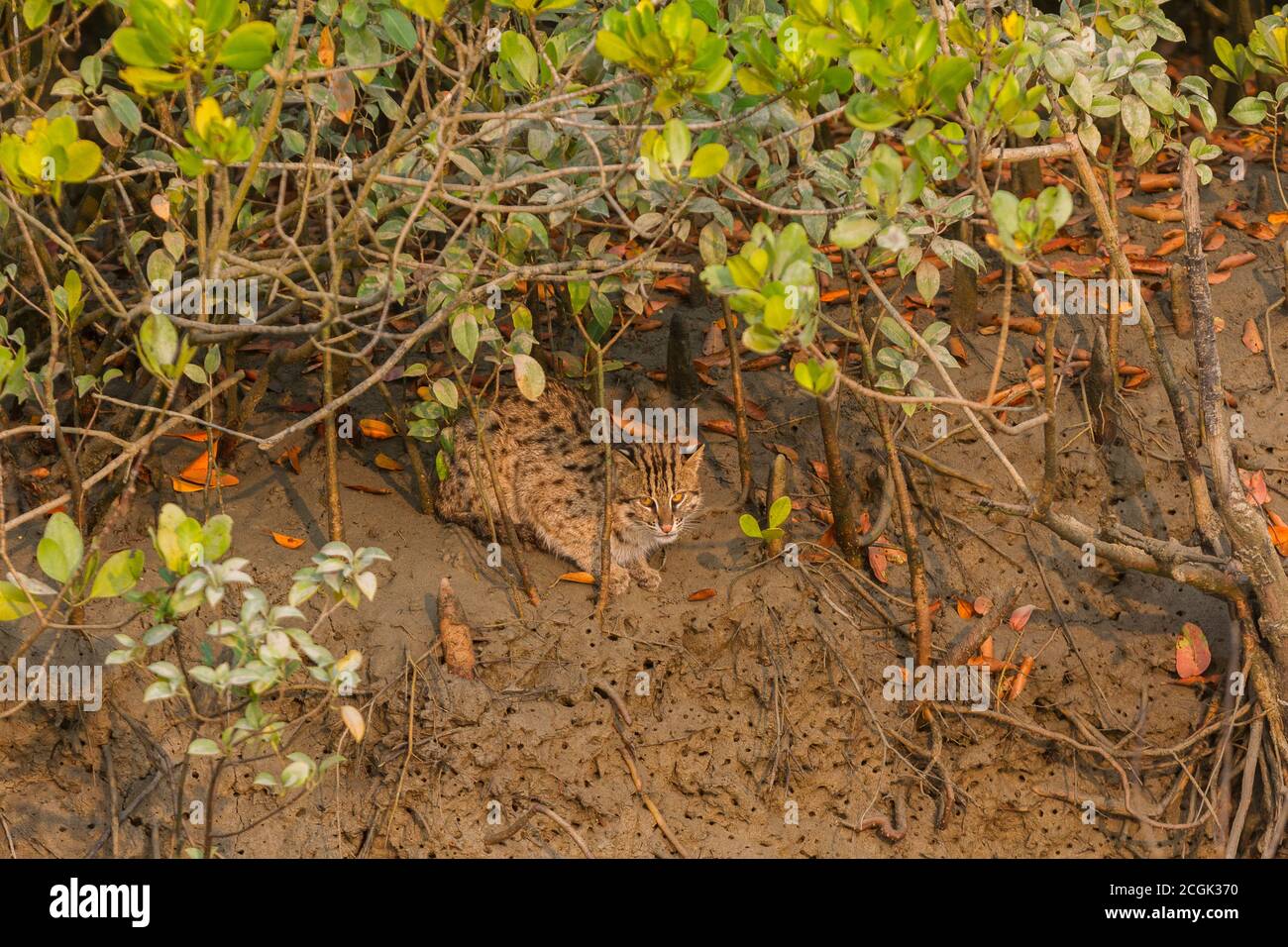 Junge männliche Fischerkatze, die am Flussufer sitzt und die Umgebung im Sundarban National Park, West Bengal, Indien, überprüft Stockfoto