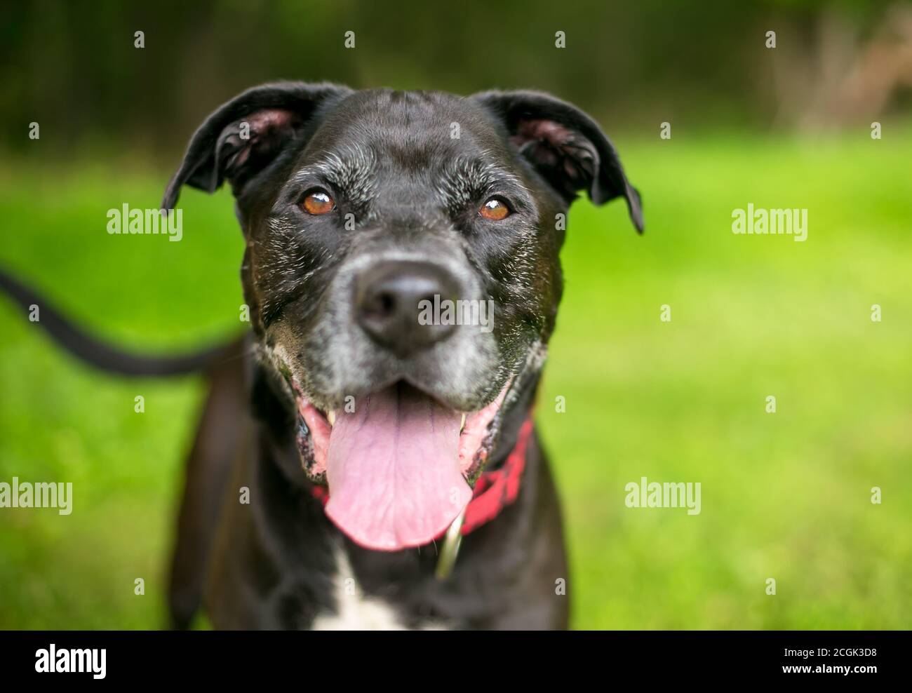 Ein schwarz-weißer Senior Mischlingshund mit einem Offener Mund und fröhlicher Ausdruck Stockfoto